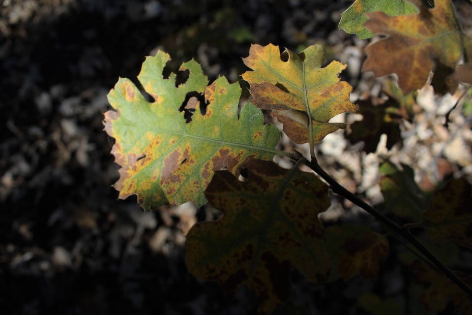 Trees sick with oak wilt may have leaves that curl and turn tan in color.