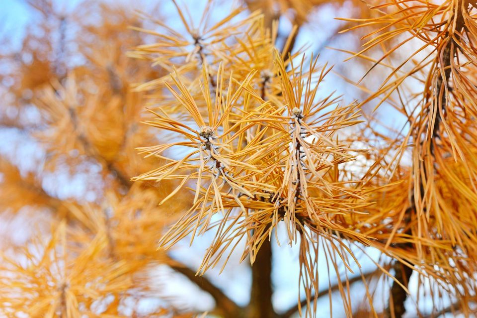 Yellow needles are a sign of Missouri pine tree disease.