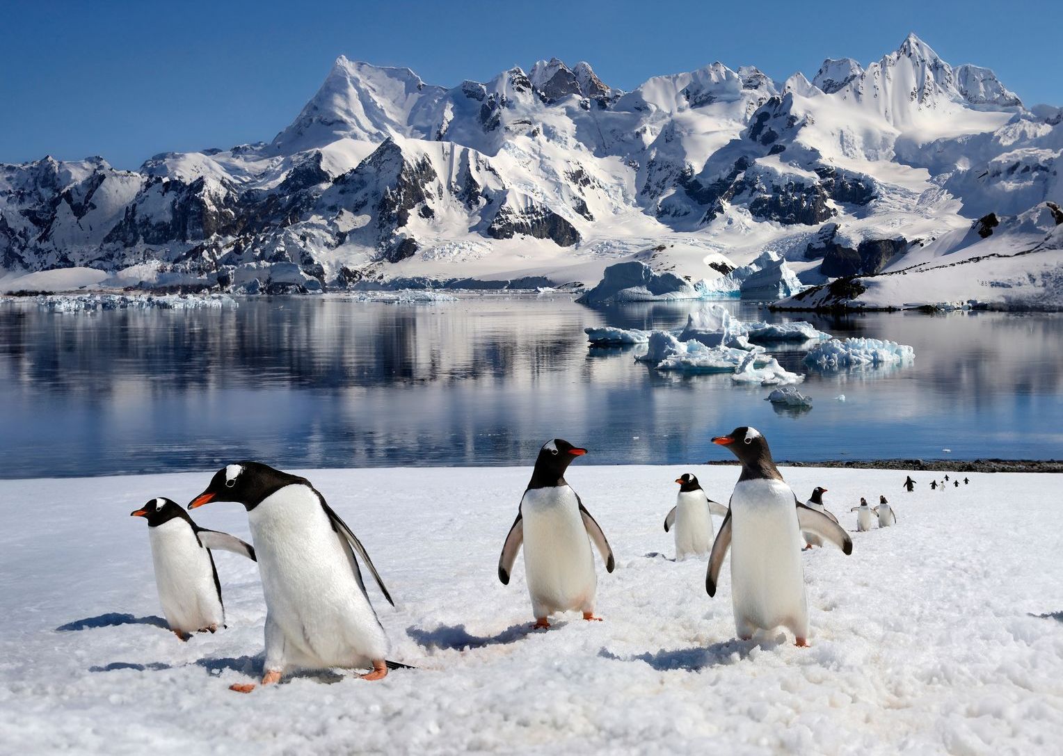 A group of penguins standing in the snow near a body of water. 