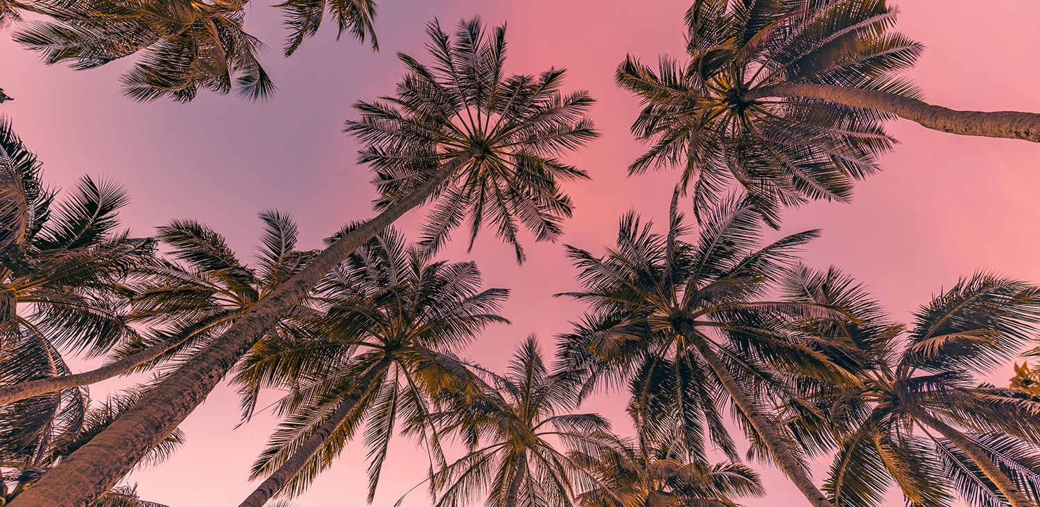 Looking up at palm trees against a pink sky at sunset.