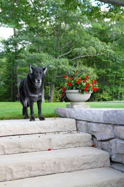 A black dog is standing on a set of stairs