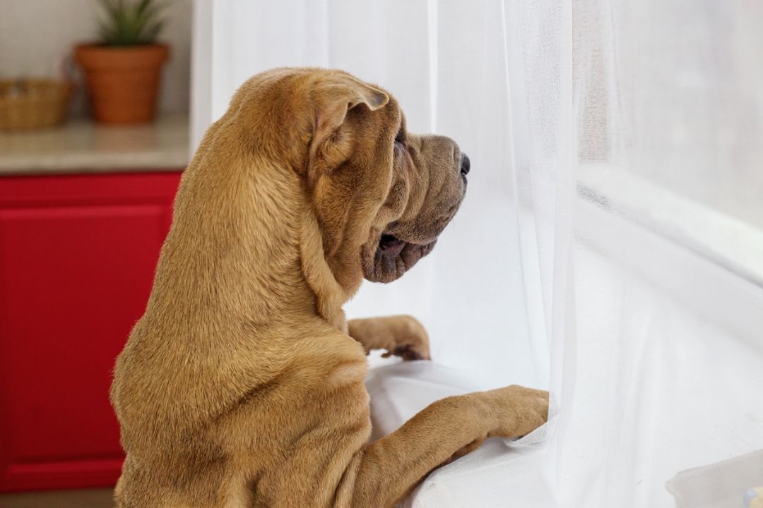 Why Do Dogs Damage Blinds? (dog behavior around windows)