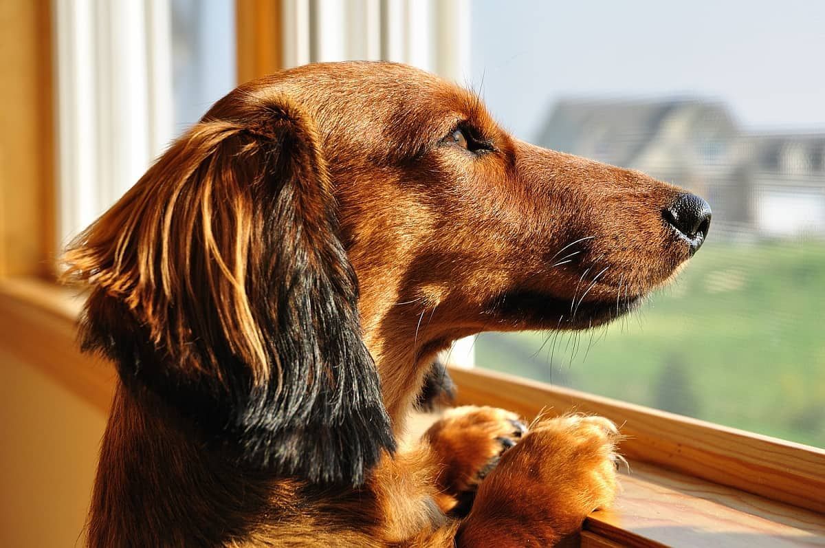 Training Dogs to Protect Blinds