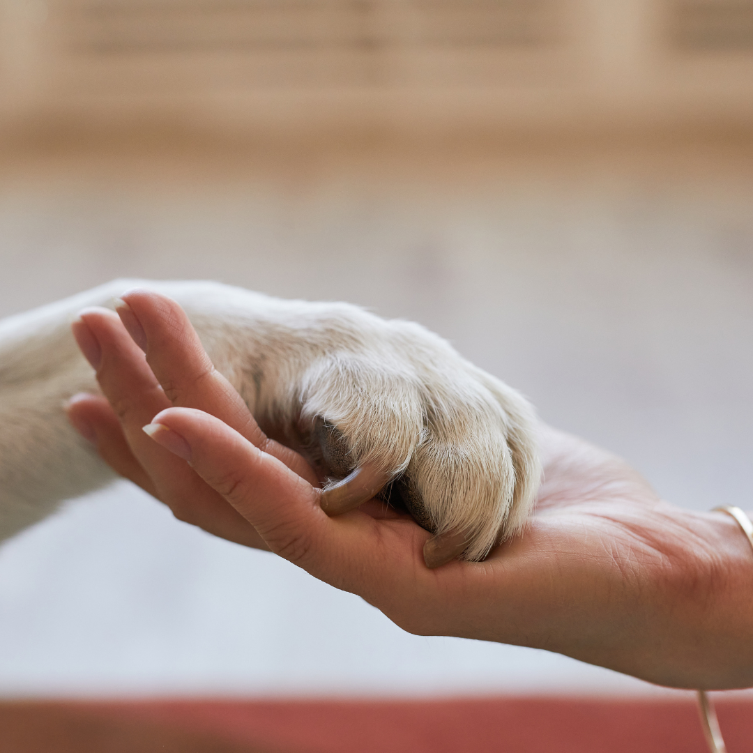 A person is holding a dog 's paw in their hand