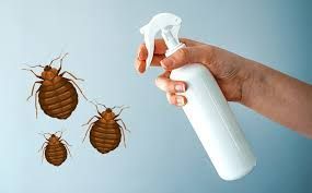 Does Rubbing Alcohol Kill Bed Bugs