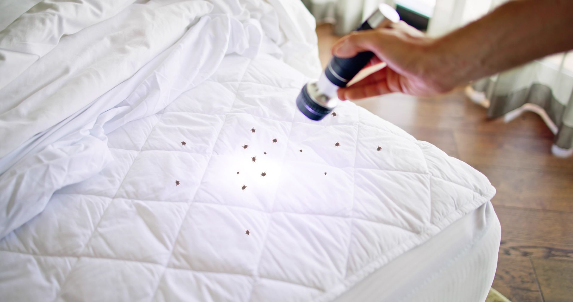 A person is Using a Flashlight to Check for Bed Bugs on a Bed