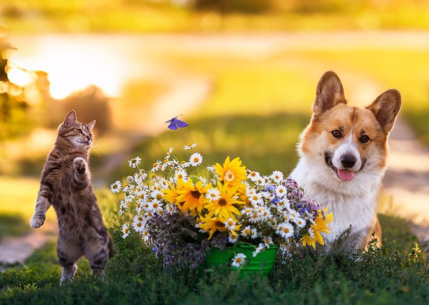 Cat and dog by flower basket and butterfly
