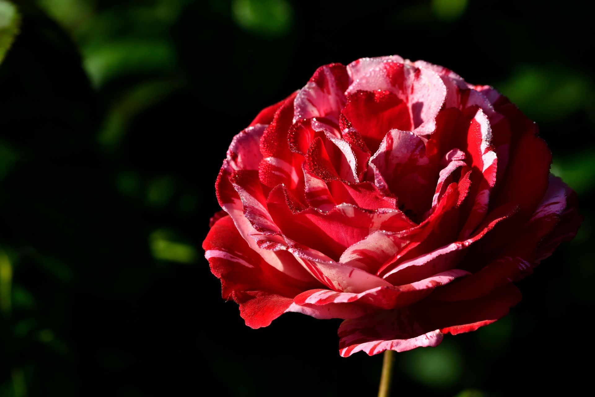 Single admission - Valentine's at Baila Con Gusto CT