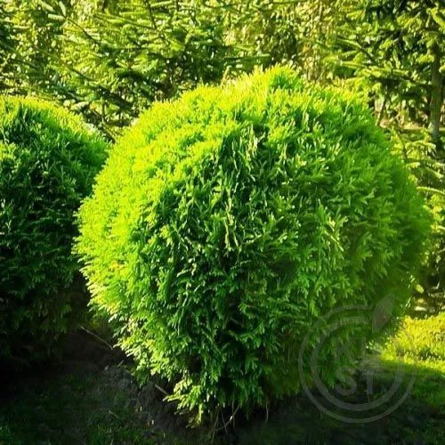 A bush with a lot of green leaves looks like a ball