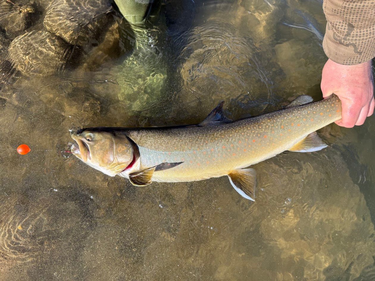 Rawhide River Trips Trout Fishing
