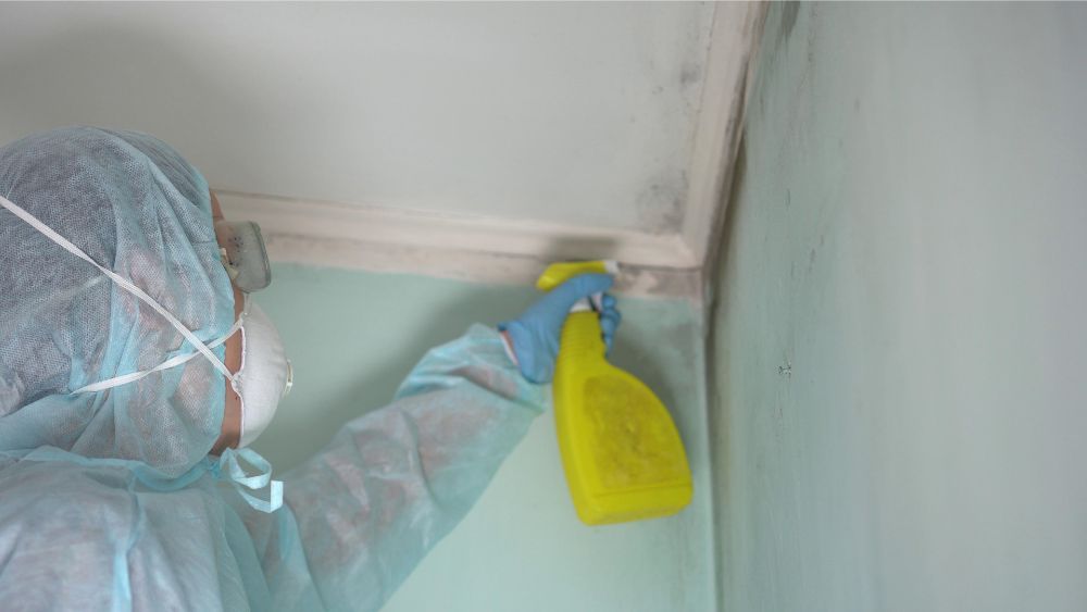 Mold removal and cleaning