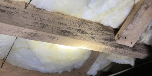 Wood With Mold – Danville, VA – Crawlspace Care Pro