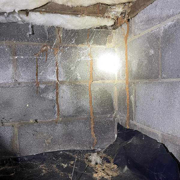 Termite Shelter Tubes On Foundation – Danville, VA – Crawlspace Care Pro