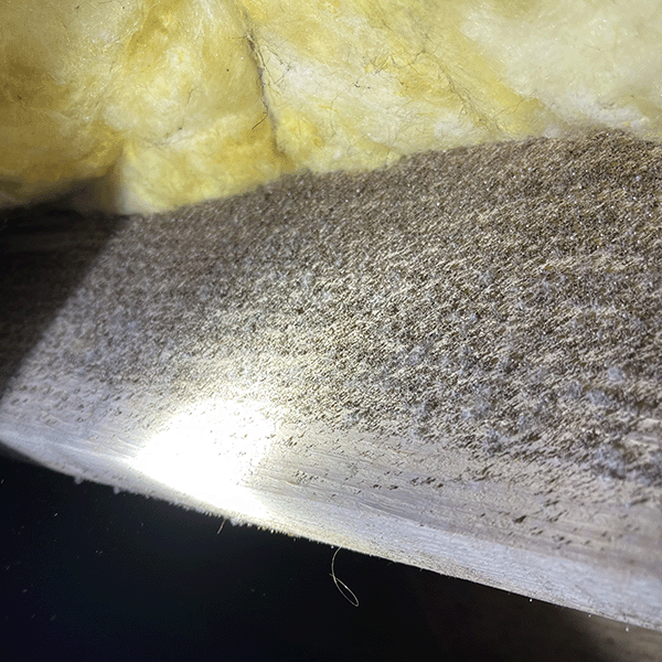 Aggressive Mold Spore Buildup – Danville, VA – Crawlspace Care Pro