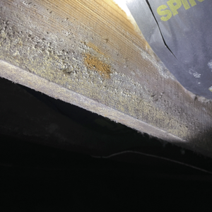 Wood With Ants – Danville, VA – Crawlspace Care Pro