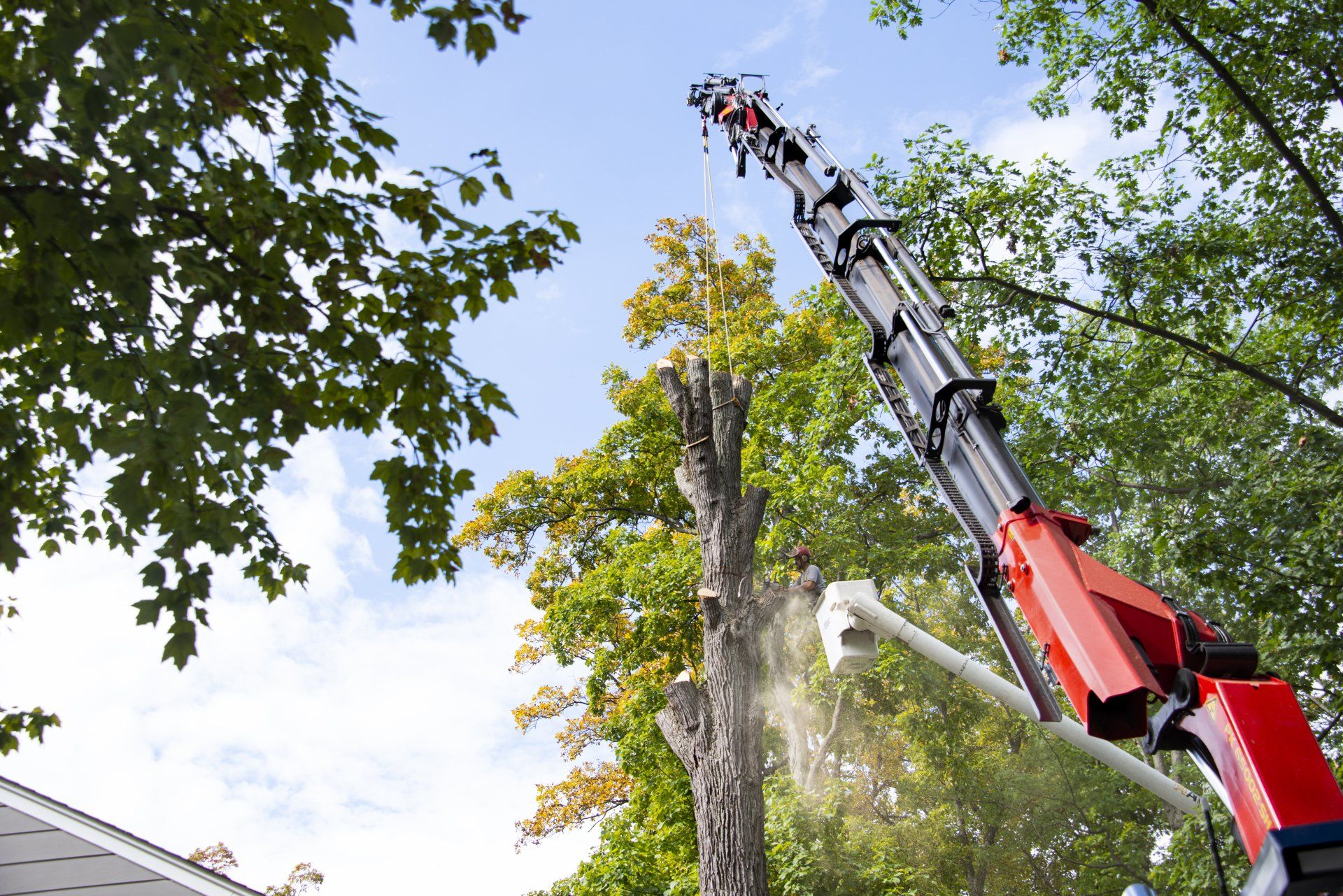 Cutting Tree Machine | Sterling Heights, MI | J.H. Hart Urban Forestry