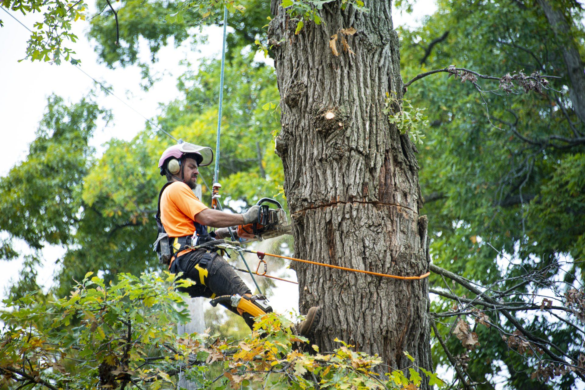 Man Doing His Job | Sterling Heights, MI | J.H. Hart Urban Forestry