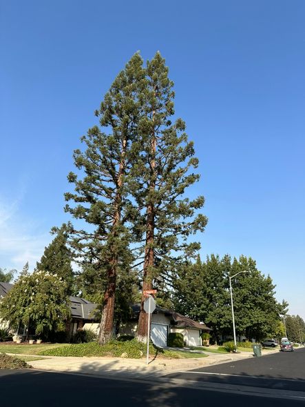 Two tall trees with brown trunks stand on a street corner, under a clear blue sky.