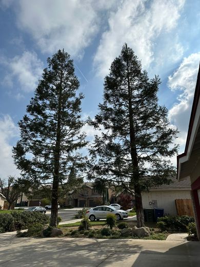 Two tall, evergreen trees against a partially cloudy, blue sky. Street and buildings visible in the background.