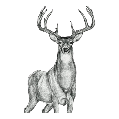Deer with large antlers, facing forward, drawn in black and white.
