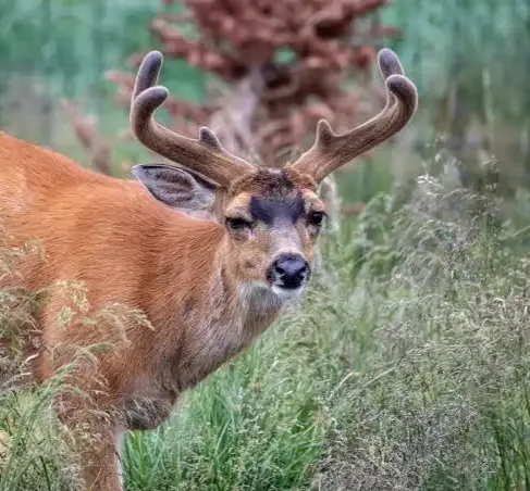 Deer with velvet antlers in grassy field.