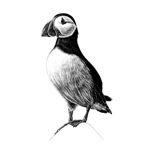 Puffin bird in black and white, standing upright on a small rock.