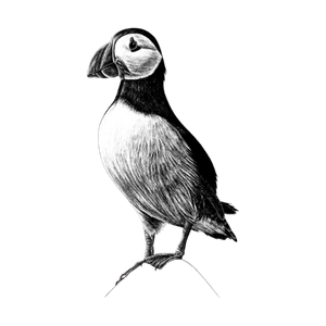 Puffin bird in black and white, standing upright on a small rock.