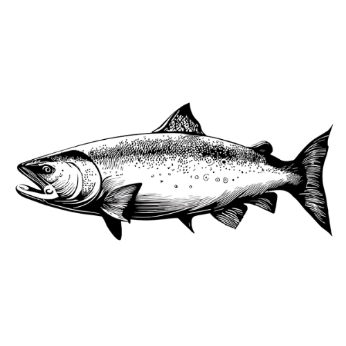 A salmon in profile, with detailed line art.