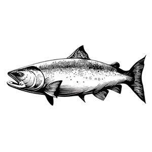 A salmon in profile, with detailed line art.