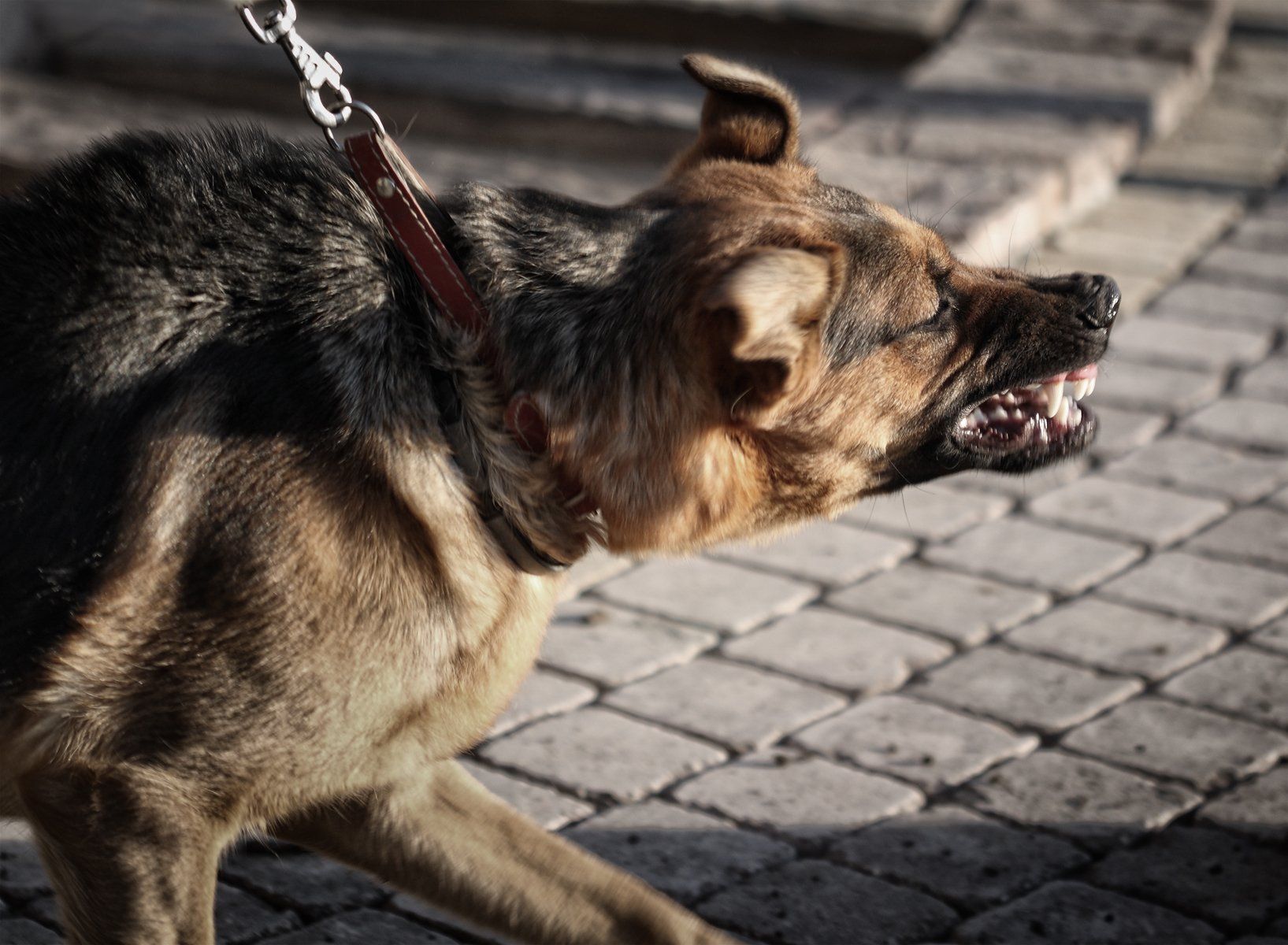 An aggressive German Shepherd-mix dog, snarling with bared teeth, on a leash.