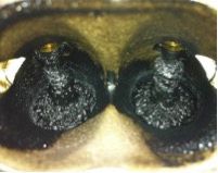 Engine cylinder head with heavy carbon buildup on valves.