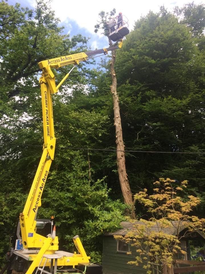 Tree Surgery