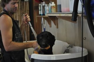 Black Labrador — Pet Stylist in Rapid Crook, NT