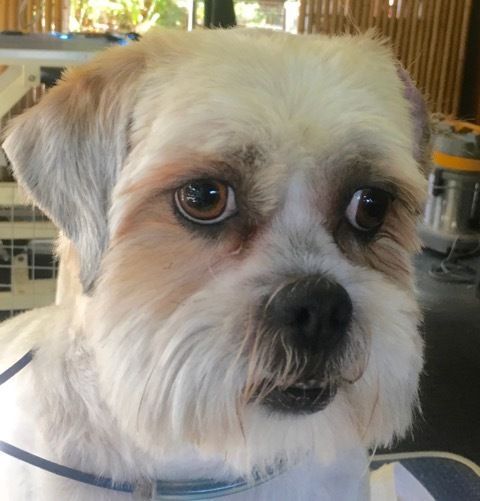 Cute Dog — Pet Stylist in Rapid Crook, NT