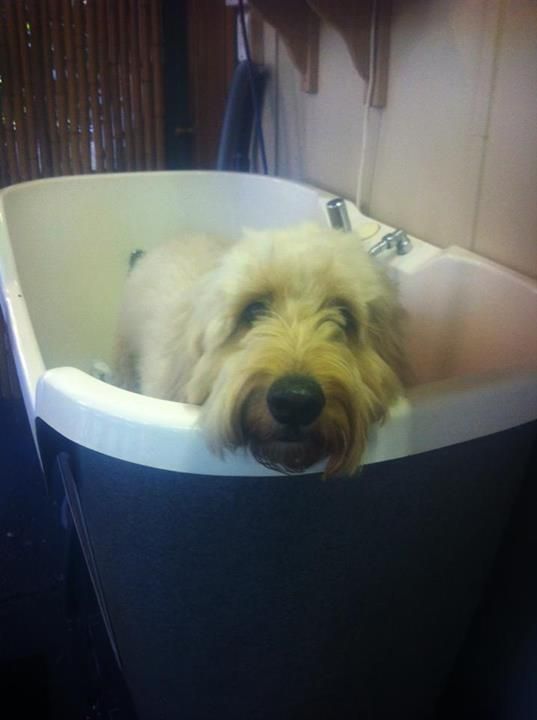 Dog in the Tub — Pet Stylist in Rapid Crook, NT