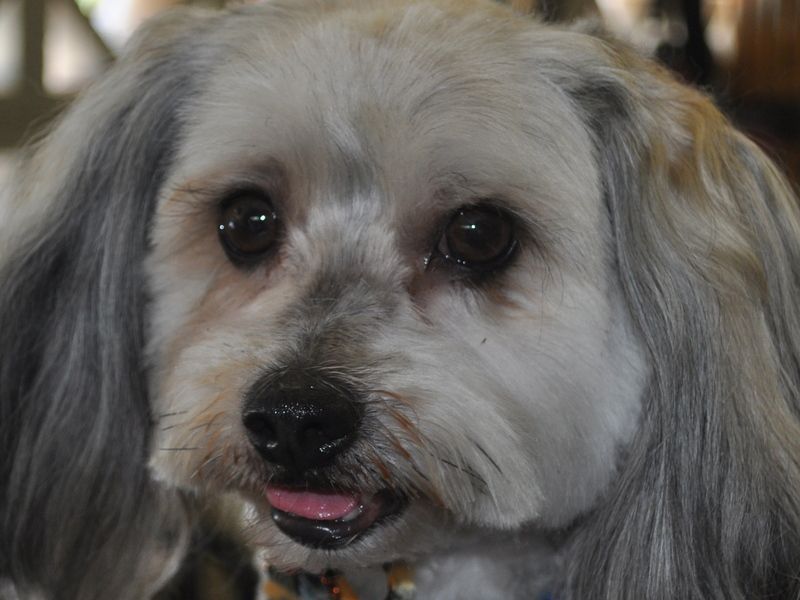 Glammed Pet — Pet Stylist in Rapid Crook, NT