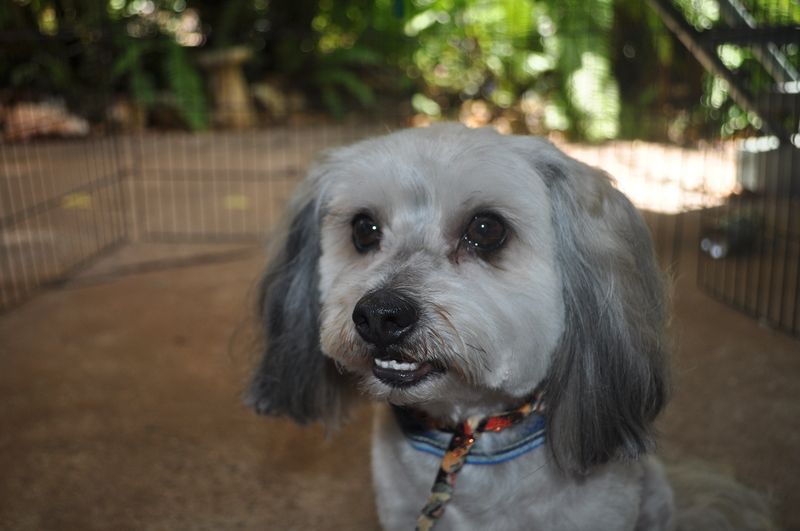 Groomed Pet — Pet Stylist in Rapid Crook, NT