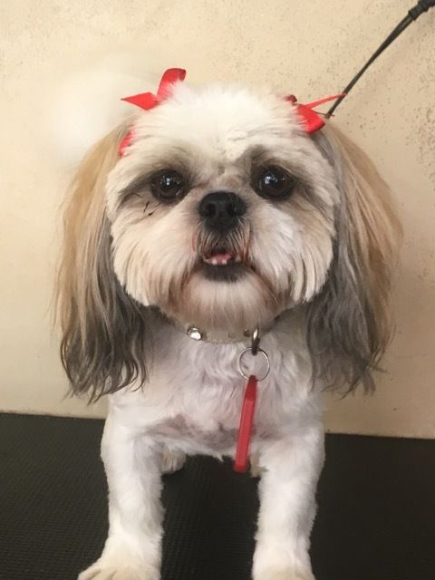 Groomed Shih Tzu — Pet Stylist in Rapid Crook, NT