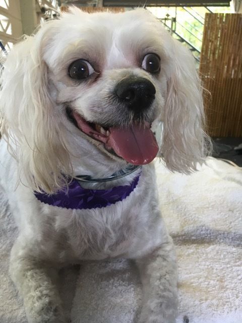 Happy Dog — Pet Stylist in Rapid Crook, NT