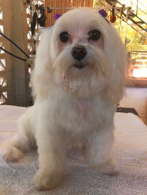 Maltese — Pet Stylist in Rapid Crook, NT