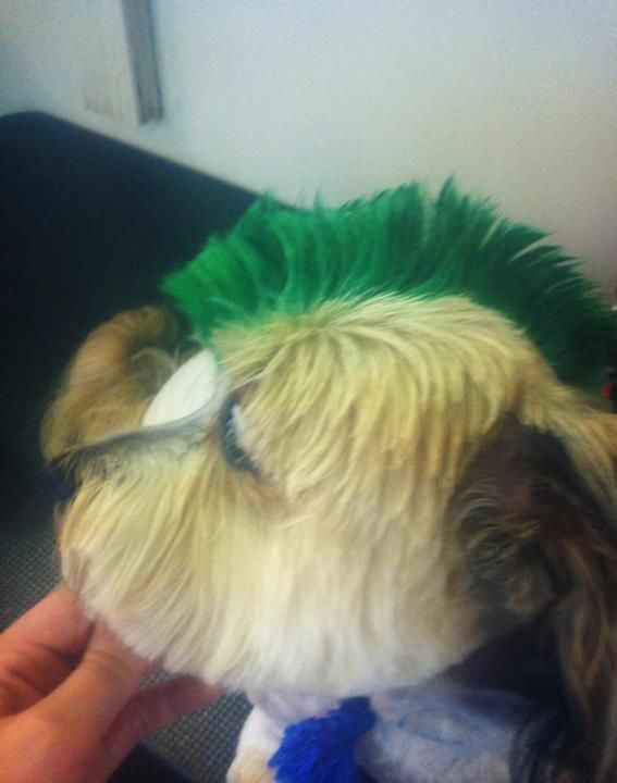 Pet Mohawk — Pet Stylist in Rapid Crook, NT