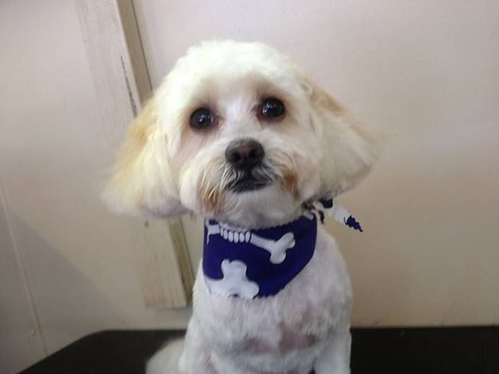 Small White Dog — Pet Stylist in Rapid Crook, NT