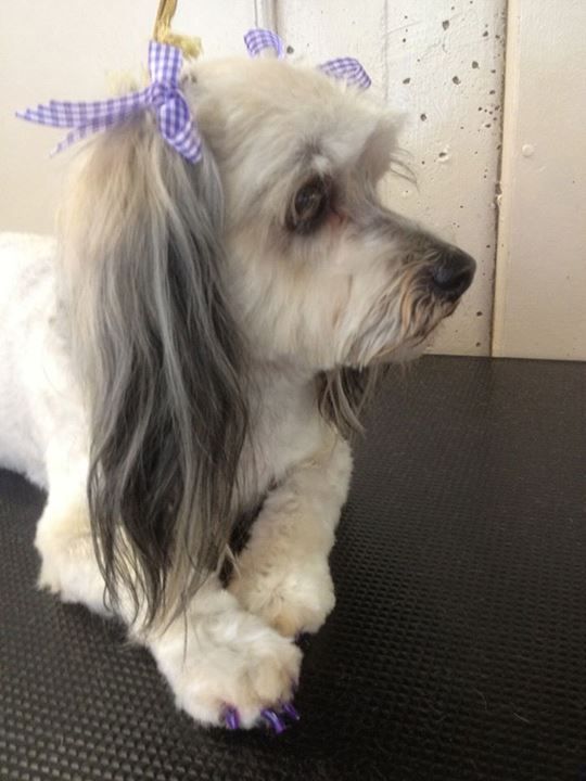 Styled Dog — Pet Stylist in Rapid Crook, NT