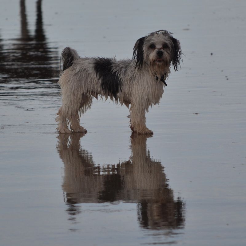 Wet Shih Tzu — Pet Stylist in Rapid Crook, NT