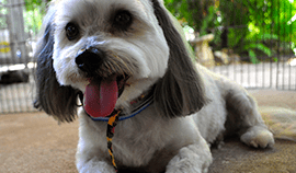 Plush Pets Stylists 5 — Pet Stylist in Rapid Crook, NT