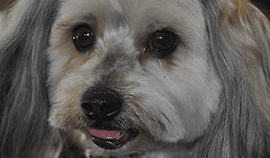 Plush Pets Stylists 6 — Pet Stylist in Rapid Crook, NT