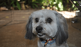 Plush Pets Stylists 3 — Pet Stylist in Rapid Crook, NT