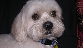 Plush Pets Stylists 9 — Pet Stylist in Rapid Crook, NT
