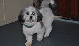 Plush Pets Stylists 16 — Pet Stylist in Rapid Crook, NT