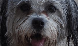 Plush Pets Stylists 13 — Pet Stylist in Rapid Crook, NT
